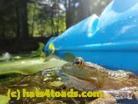 /home//u458753944/public_html/sourcegallery//Frogs/Bullfrogs 2016-08 Ontario/P8081398.JPG